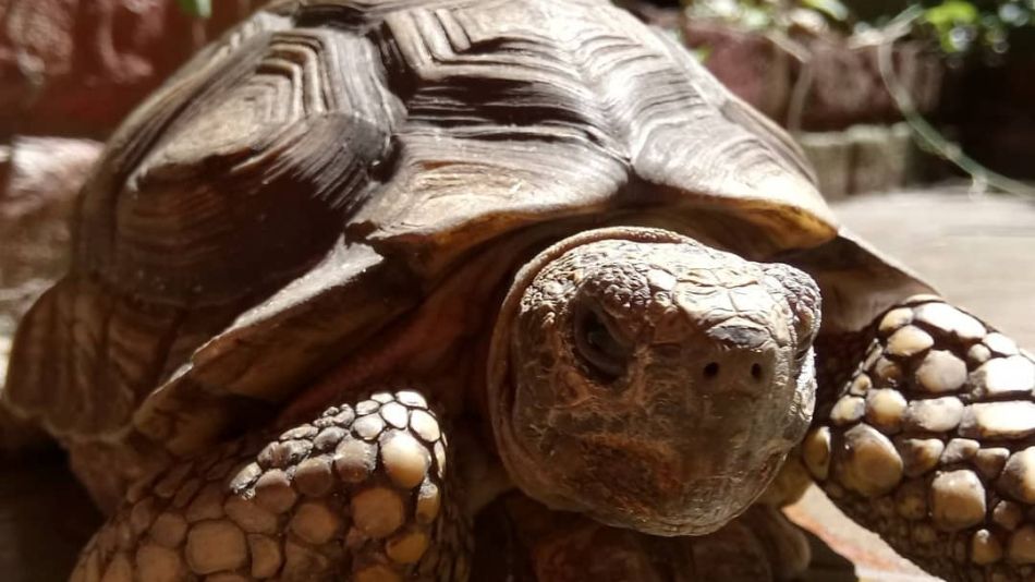 Tortuga terrestre