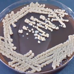 Colonias de Bacillus subtilis DG101 desarrolladas sobre un medio de cultivo en placas de Petri | Foto:CEDOC