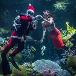 Buzos vestidos con trajes de Papá Noel y sirenas posan para las fotos en el acuario Sea Life Bangkok Ocean World en Bangkok, Tailandia. | Foto:JACK TAYLOR / AFP