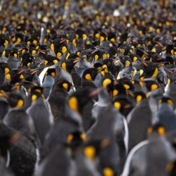 Miles de pingüinos son fotografiados en la isla Possession, parte de las islas Crozet que son un archipiélago subantártico de pequeñas islas en el sur del océano Índico. | Foto:PATRICK HERTZOG / AFP