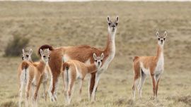 Los cinco guanacos silvestres ya se encuentran en su nuevo destino.