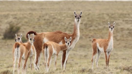 Trasladan a cinco guanacos silvestres al Parque Provincial Luro para aumentar su población