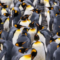 Miles de pingüinos rey fotografiados en la isla Posession, que forma parte de las islas Crozet, un archipiélago subantártico de pequeñas islas situado en el sur del océano Índico y que constituye uno de los cinco distritos administrativos de las Tierras Australes y Antárticas Francesas. | Foto:PATRICK HERTZOG / AFP