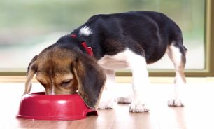 Fin de año: cómo afecta la pirotecnia a las mascotas