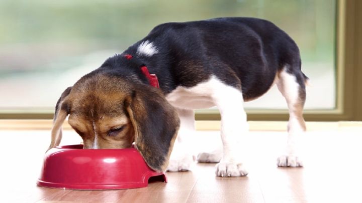 Fin de año: cómo afecta la pirotecnia a las mascotas