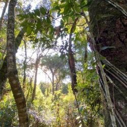 Quedan menos de 1.500 hectáreas de selva misionera con araucarias en estado natural.
