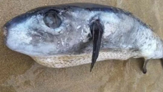 Encuentran un extraño pez con un veneno 1.200 veces más letal que el cianuro en Reino Unido