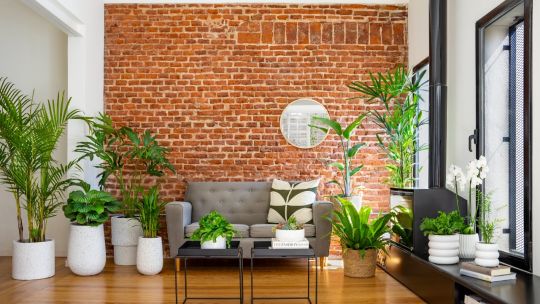Entender a las plantas como seres vivos es el concepto que atraviesa el trabajo de Brote.