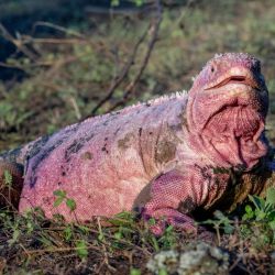 La iguana se encuentra en estado crítico de extinción.
