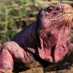 Los científicos tardaron varias décadas en lograr reconocer a la iguana rosada como una especie separada de las demás en esa isla ecuatoriana.