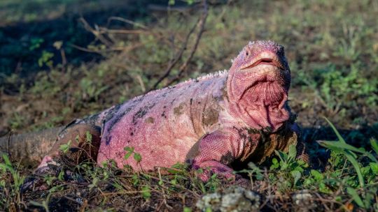 Avistan por primera vez crías de iguana rosada en peligro de extinción en las islas Galápagos