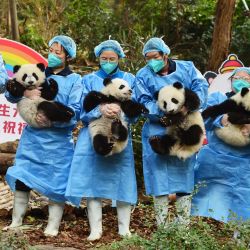 Los cuidadores de pandas sostienen a los cachorros mientras posan para las fotos antes del año nuevo en la Base de Investigación de Chengdu de Cría de Panda Gigante en Chengdu, provincia suroccidental china de Sichuan. | Foto:AFP