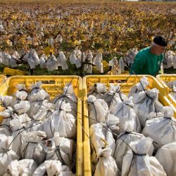 Un empleado vendimia uvas del Vinalopó en un viñedo de Novelda, en el este de España. | Foto:JAIME REINA / AFP