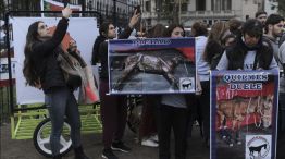 Marcha contra el maltrato animal