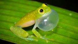 Hay más de 150 especies de ranas de cristal en el mundo.