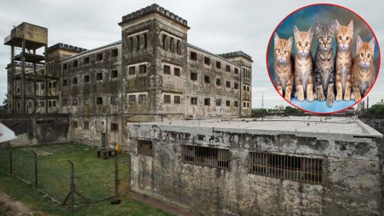 Cerraron una cárcel y preocupan los más de 80 gatos que vivían en el lugar: piden alimentos y que sean castrados