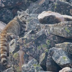 El gato andino se encuentra en peligro de extinción.