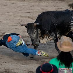 Un torero improvisado es embestido por un toro durante el festival 'Toros a la Tica', donde no se daña a los toros, en una plaza de toros en San José. | Foto:Ezequiel Becerra / AFP
