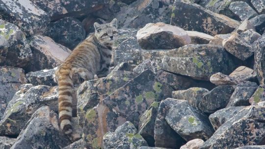 Un fotógrafo cordobés avistó a un gato andino en Salta