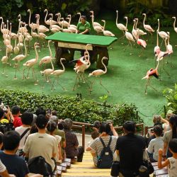 Flamencos actúan en un espectáculo en el Jurong Bird Park, durante su último día de operaciones antes de que el aviario cierre y las aves sean trasladadas a un nuevo parque llamado Bird Paradise, en Singapur. | Foto:ROSLAN RAHMAN / AFP