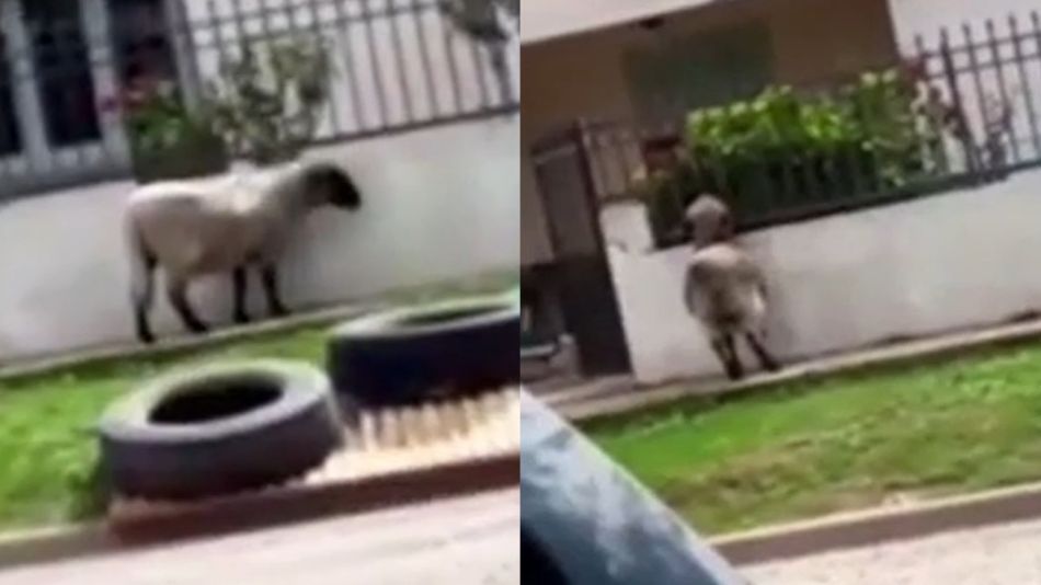 Ovejas paseando en un barrio de Córdoba