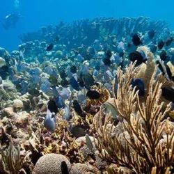 Las perturbaciones que se han producido en los últimos años, como el blanqueamiento, alteran la abundancia y la variedad de los corales