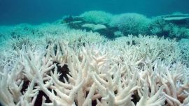 El cambio climático está causando estragos en el fondo marino.