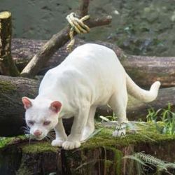 La ocelote hembra albina preocupa a toda la comunidad científica mundial.