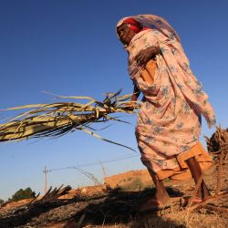 Una mujer sudanesa lleva hojas de palma, utilizadas en una habilidad tradicional para hacer cestas, bandejas de comida y otros artículos para el hogar, en el pueblo de Al-Saqqai, a unos 57 km al norte de la capital Jartum. | Foto:ASHRAF SHAZLY / AFP
