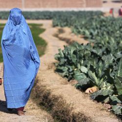 Una mujer vestida con burka camina junto a un campo de coliflores en las afueras de Jalalabad, Afganistán. | Foto:AFP
