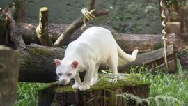 La ocelote hembra albina preocupa a toda la comunidad científica mundial.