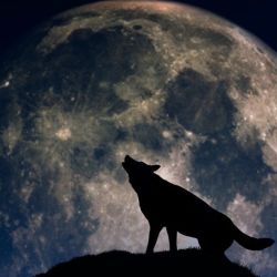 La Luna del Lobo estará aproximadamente a 405.789 kilómetros de distancia.