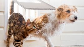 Mascotas de vacaciones: Las 3 afecciones más comunes de la temporada estival