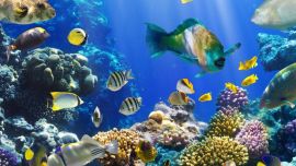 Bolivia duplicó la variedad de peces en sus aguas.