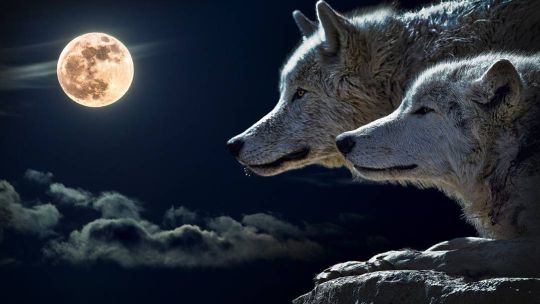 Luna del Lobo: ¿cómo, qué día a qué hora podrá verse desde la Argentina?