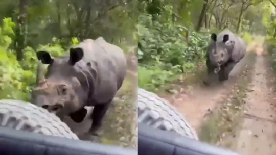 Video: un rinoceronte persiguió a un grupo de turistas en un parque de la India