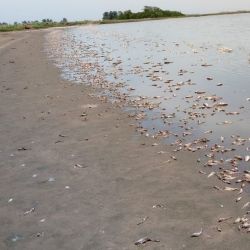 Miles de peces aparecieron muertos en la laguna del sur santafesino.
