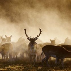 El sol naciente arroja luz sobre los ciervos cuando la niebla de la mañana se levanta de un prado en Randers Dyrehave por Fladbro en Jutlandia, Dinamarca. Foto de Bo Amstrup / Ritzau Scanpix / AFP | Foto:AFp