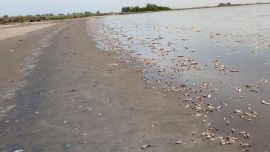 Miles de peces aparecieron muertos en la laguna del sur santafesino.