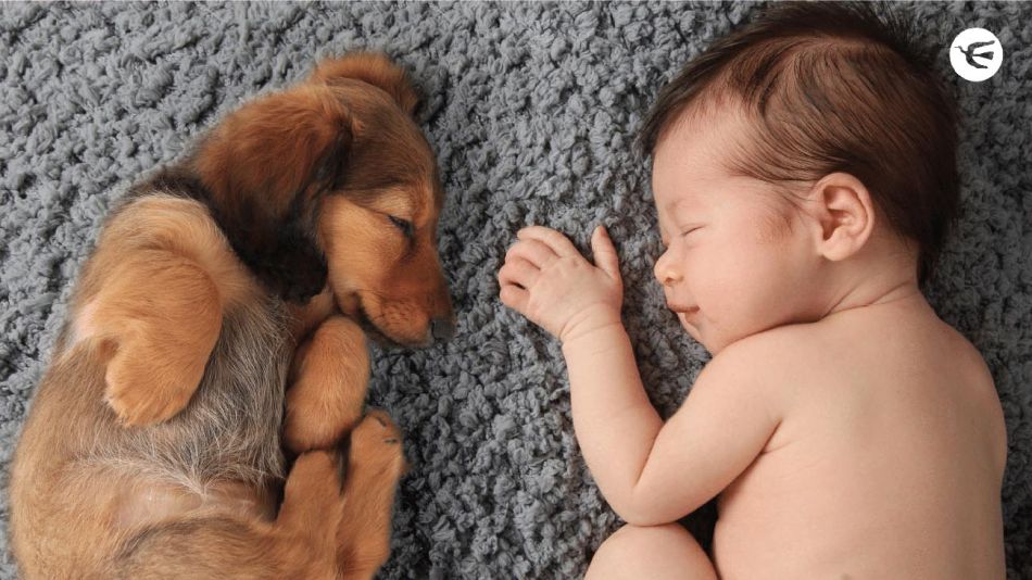 Portadas perritos