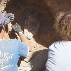 El cráneo del mega mamífero estaba enterrado en el fondo de una vivienda en construcción.aeL