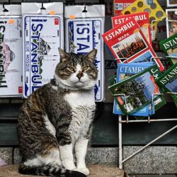 Un gato llamado "Sulo" se sienta frente a recuerdos turísticos y mapas en exhibición, en la plaza Sultanahmet, en Estambul. Foto de OZAN KOSE / AFP | Foto:AFP