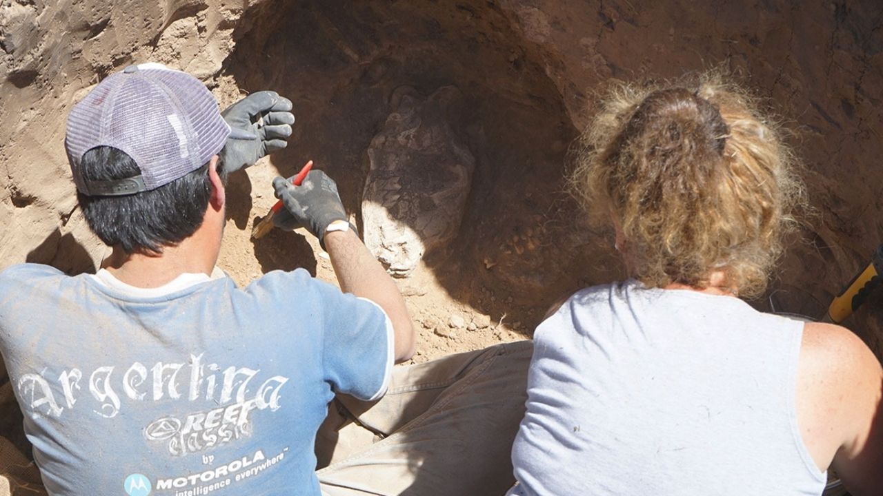 Incredible: masons find the skull of a thousand-year-old saber-toothed tiger in Necochea