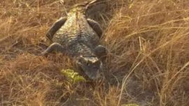 El yacaré suele esconderse en un un gran zanjón.