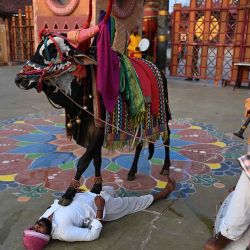 Los artistas con un toro decorado entretienen a los visitantes en el Shilparamam durante el festival Sankranthi en Hyderabad. Foto de NOAH SEELAM / AFP | Foto:AFP