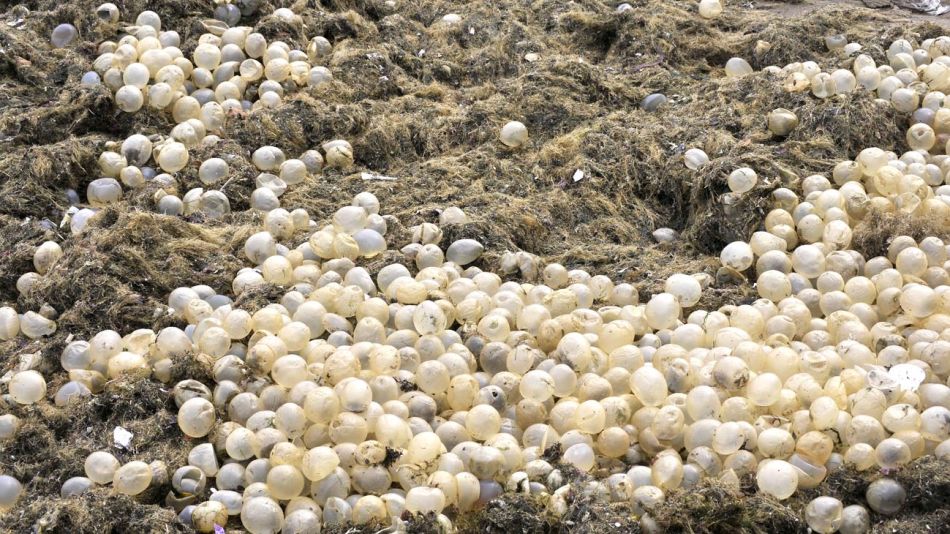 Mar del Plata fue invadida por algas y cápsulas de caracoles