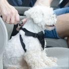 Cómo hacer del viaje en auto agradable también para nuestras mascotas