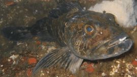 En un estudio publicado por un grupo de investigadores de las universidades de Washington y del sur de Florida, se determinó que el lingcod gana y pierde, aproximadamente, 20 dientes todos los días.