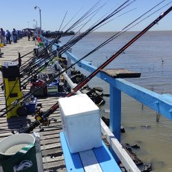 En la Asociación Argentina de Pesca la 69 edición de un clásico porteño, “Las 20 Horas del Plata”, dio inicio a la temporada con muy buenos resultados.
