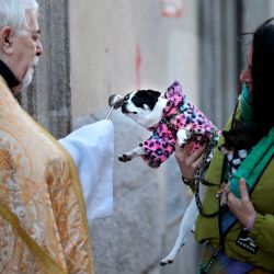 Un perro es bendecido por un sacerdote durante el día de San Antón Abad (San Antonio, patrón de los animales) en la iglesia de San Antón en Madrid. Foto de Thomas COEX / AFP | Foto:AFP